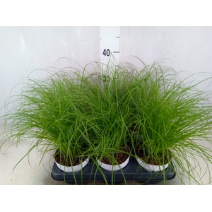 Cyperus alternifolius 'Zumula'