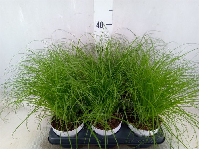 <h4>Cyperus alternifolius 'Zumula'</h4>