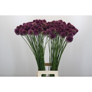 Allium Sphaerocephalon