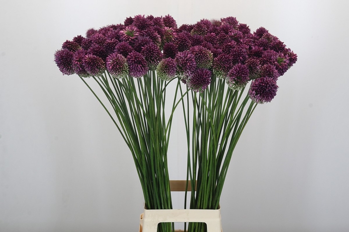 <h4>Allium Sphaerocephalon</h4>