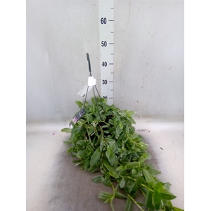 Tradescantia albif. 'Albovittata'