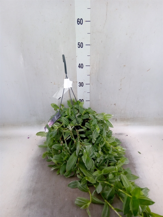 <h4>Tradescantia albif. 'Albovittata'</h4>