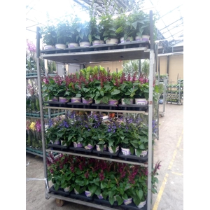 Salvia  'Salgoon'   ...mix
