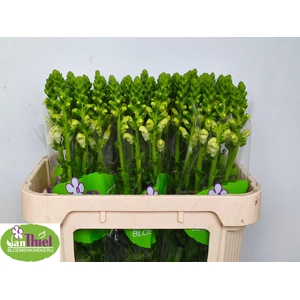 Antir Poto Earl Whit