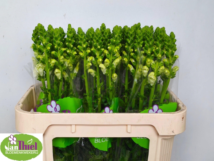 <h4>Antir Poto Earl Whit</h4>