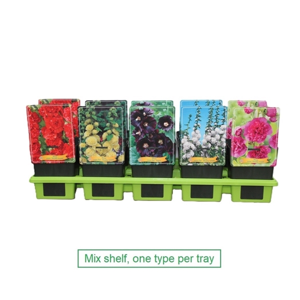 <h4>Alcea Mix 6x10 srt. per laag P11</h4>