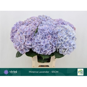 Hydrangea my beautiful minerva