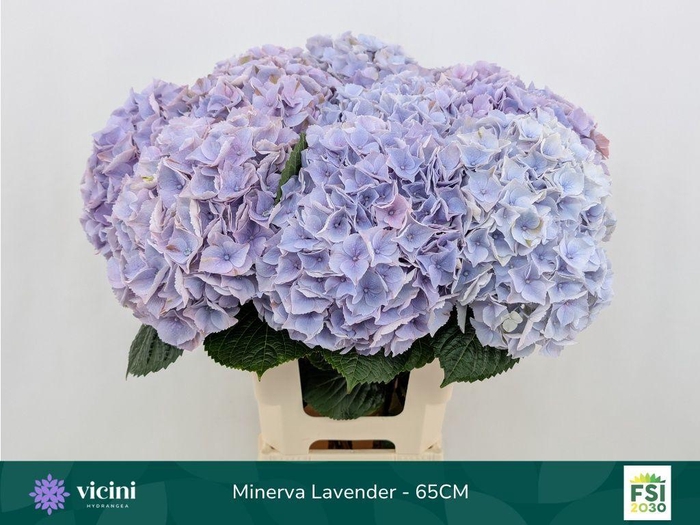 <h4>Hydrangea my beautiful minerva</h4>