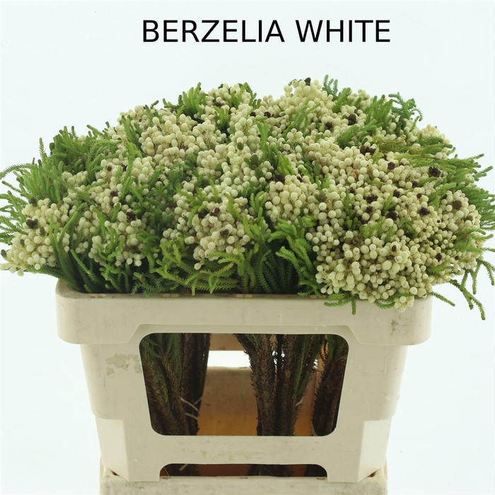 <h4>Kaaps Berzelia White</h4>