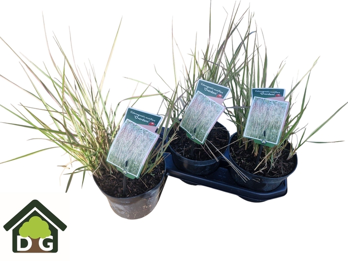 <h4>CALAMA AC OVERDAM</h4>