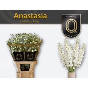 DELPH DU ANASTASIA 60CM X40
