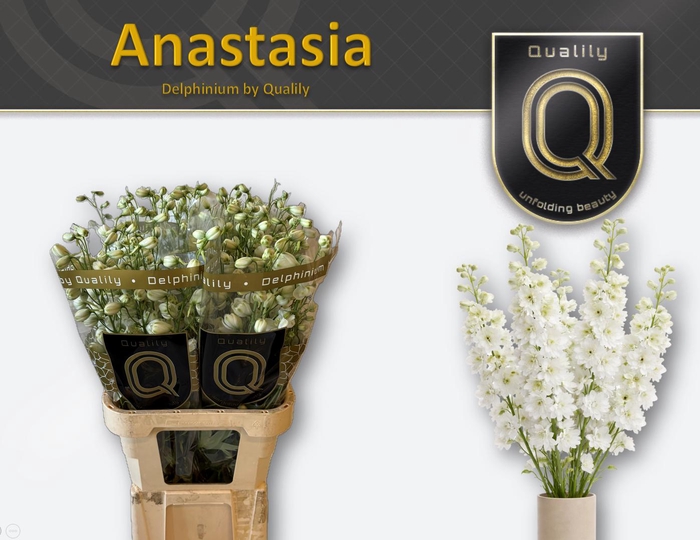 <h4>DELPH DU ANASTASIA 60CM X40</h4>