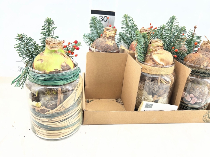 <h4>ARR HIPPEASTRUM</h4>