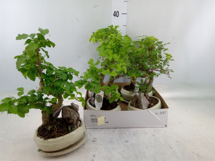 <h4>Bonsai   ...mix</h4>