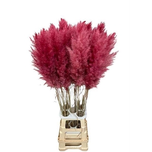 DF Pampas 115cm Dark Pink