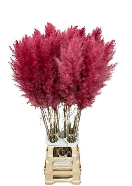 <h4>DF Pampas 115cm Dark Pink</h4>