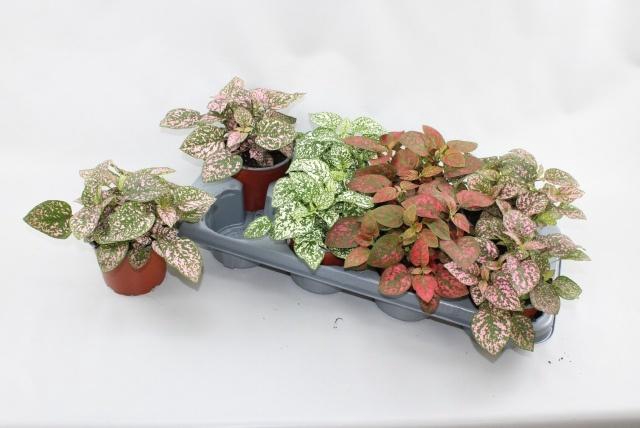 <h4>HYPOEST CONF C GEM</h4>