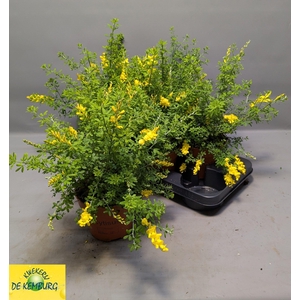GENISTA X SP
