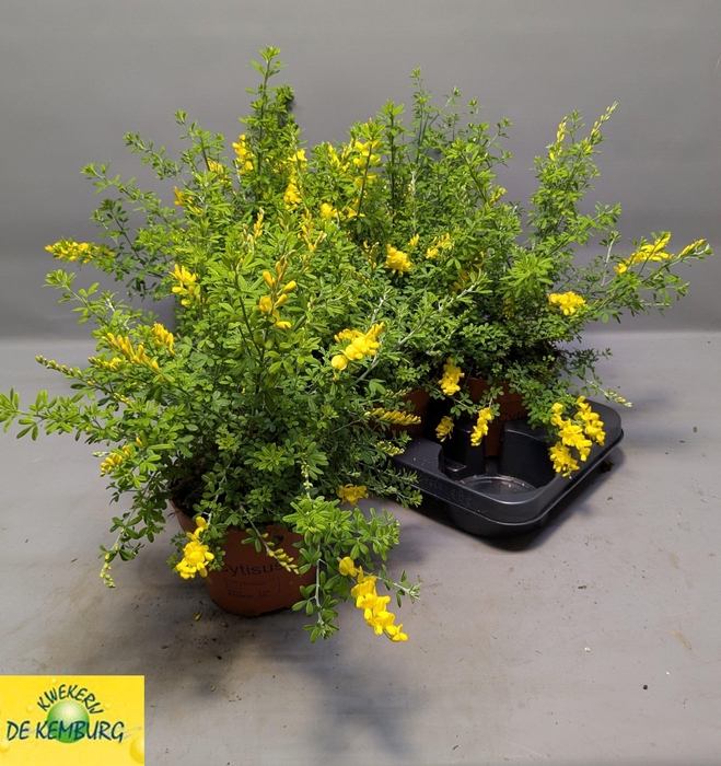 <h4>GENISTA X SP</h4>