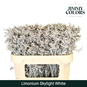 Limonium Skylight L70 White
