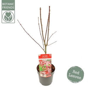 Acer palm. 'Starfish' ® extra kwaliteit