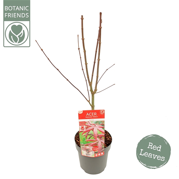 <h4>Acer palm. 'Starfish' ® extra kwaliteit</h4>