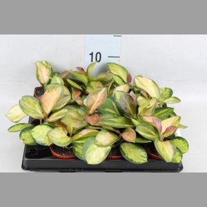 Hoya carnosa 'Tricolor'