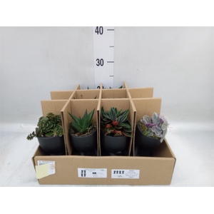 Arr.   Kamerplant Groen L%