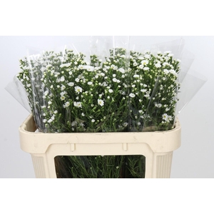 Aster Paquita