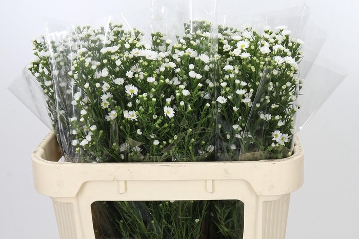 <h4>Aster Paquita</h4>