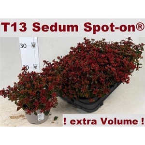 Sedum Spu Spot D Ros