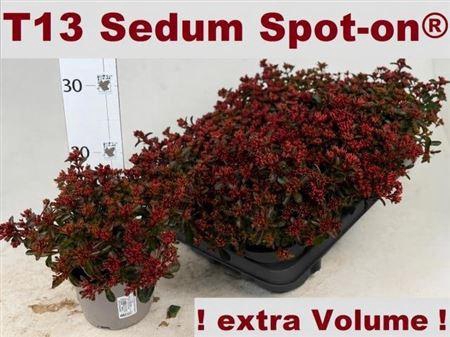 <h4>Sedum Spu Spot D Ros</h4>