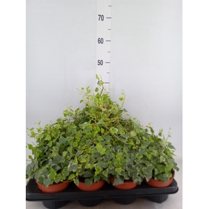 Hedera helix 'Tamara'