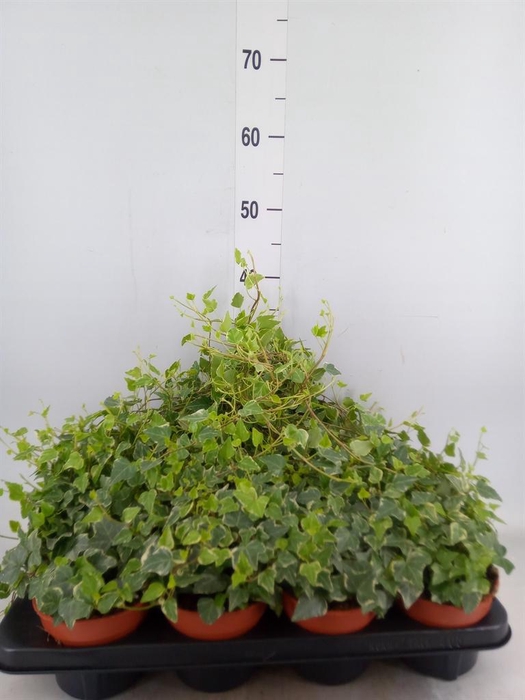 <h4>Hedera helix 'Tamara'</h4>