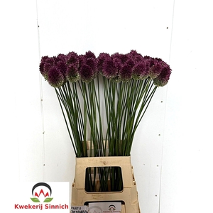 ALLIUM SPHAEROCEPHAL