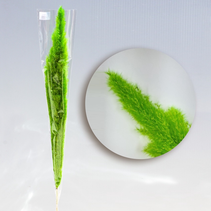 <h4>Pampas XL appelgroen</h4>