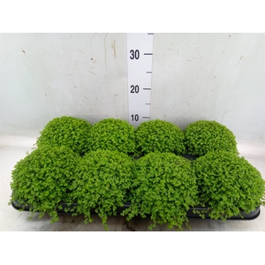 Soleirolia soleirolii   ...green