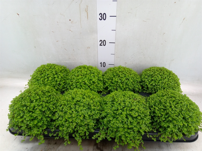 <h4>Soleirolia soleirolii   ...green</h4>