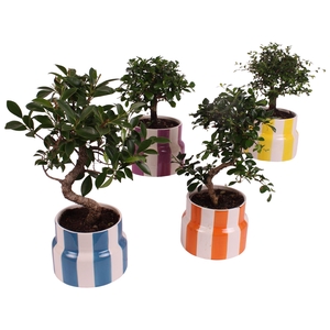 Bonsai Indoor Mix Ø12cm Mix B/S Shape in Ø15cm Ceramic EV563