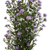 ASTER LILAS MAÇO