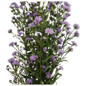 ASTER LILAS MAÇO