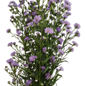 ASTER LILAS MAÇO