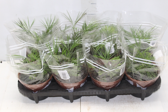 <h4>ACTINIOPTERIS AUSTRALIS P14</h4>