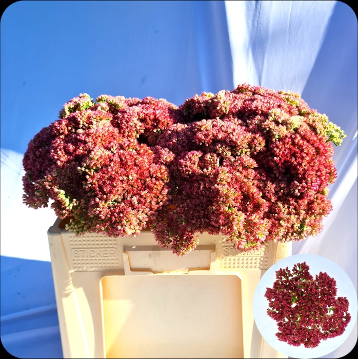 <h4>SEDUM SPECTABILE</h4>
