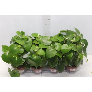 PEPEROMIA POLYBOTRYA RAINDROP C13