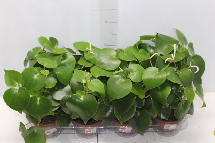 <h4>PEPEROMIA POLYBOTRYA RAINDROP C13</h4>