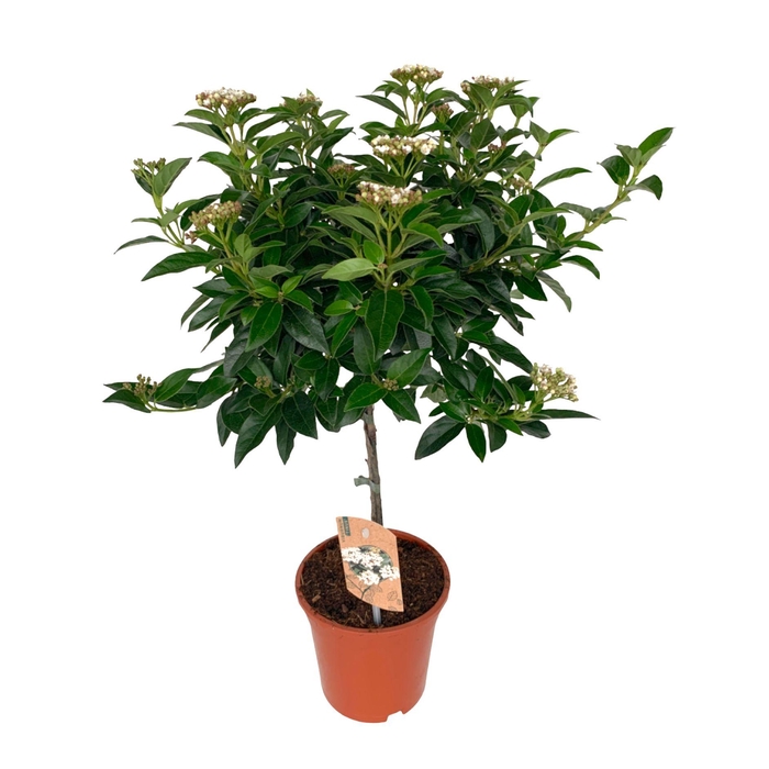 <h4>Viburnum Tinus op stam</h4>