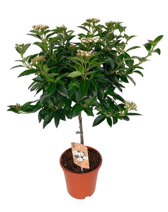 Viburnum Tinus op stam