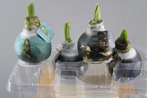 <h4>Bloembol Hippea Wax Rembrand</h4>