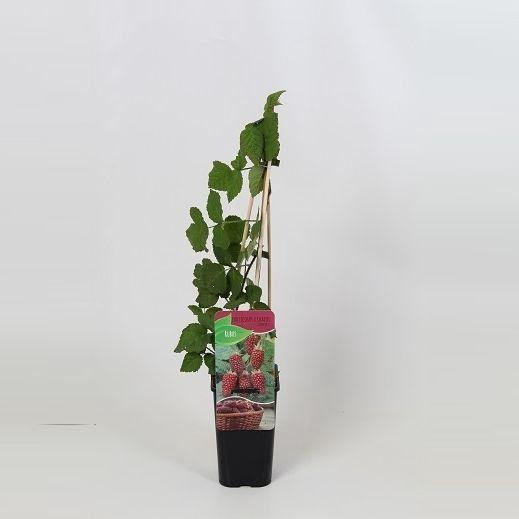 <h4>Rubus Tayberry</h4>